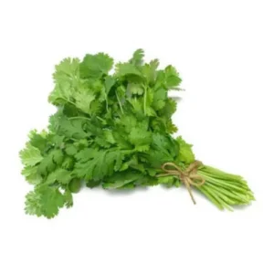 CILANTRO